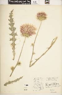 Cirsium neomexicanum image