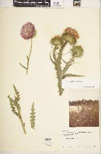 Cirsium palustre image