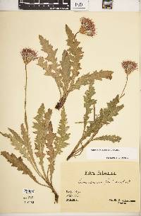 Cirsium pannonicum image