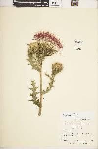 Cirsium pumilum image