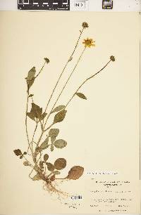 Coreopsis auriculata image