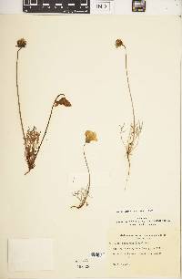 Coreopsis bigelovii image