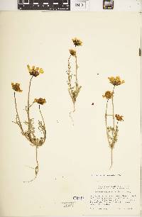 Coreopsis calliopsidea image