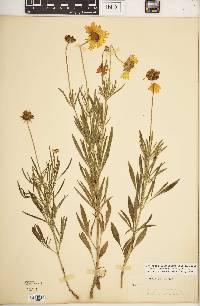 Coreopsis grandiflora image