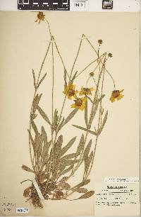 Coreopsis lanceolata image