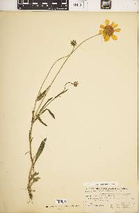 Coreopsis lanceolata image