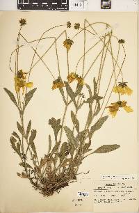 Coreopsis lanceolata image