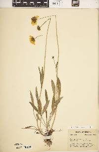 Coreopsis lanceolata image