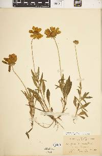 Coreopsis lanceolata image