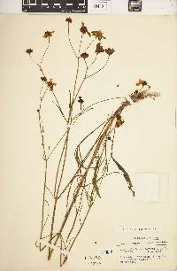 Coreopsis leavenworthii image