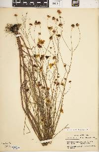 Coreopsis leavenworthii image