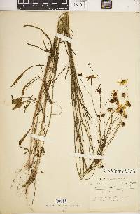 Coreopsis leavenworthii image