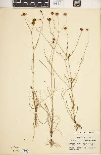 Coreopsis leavenworthii image