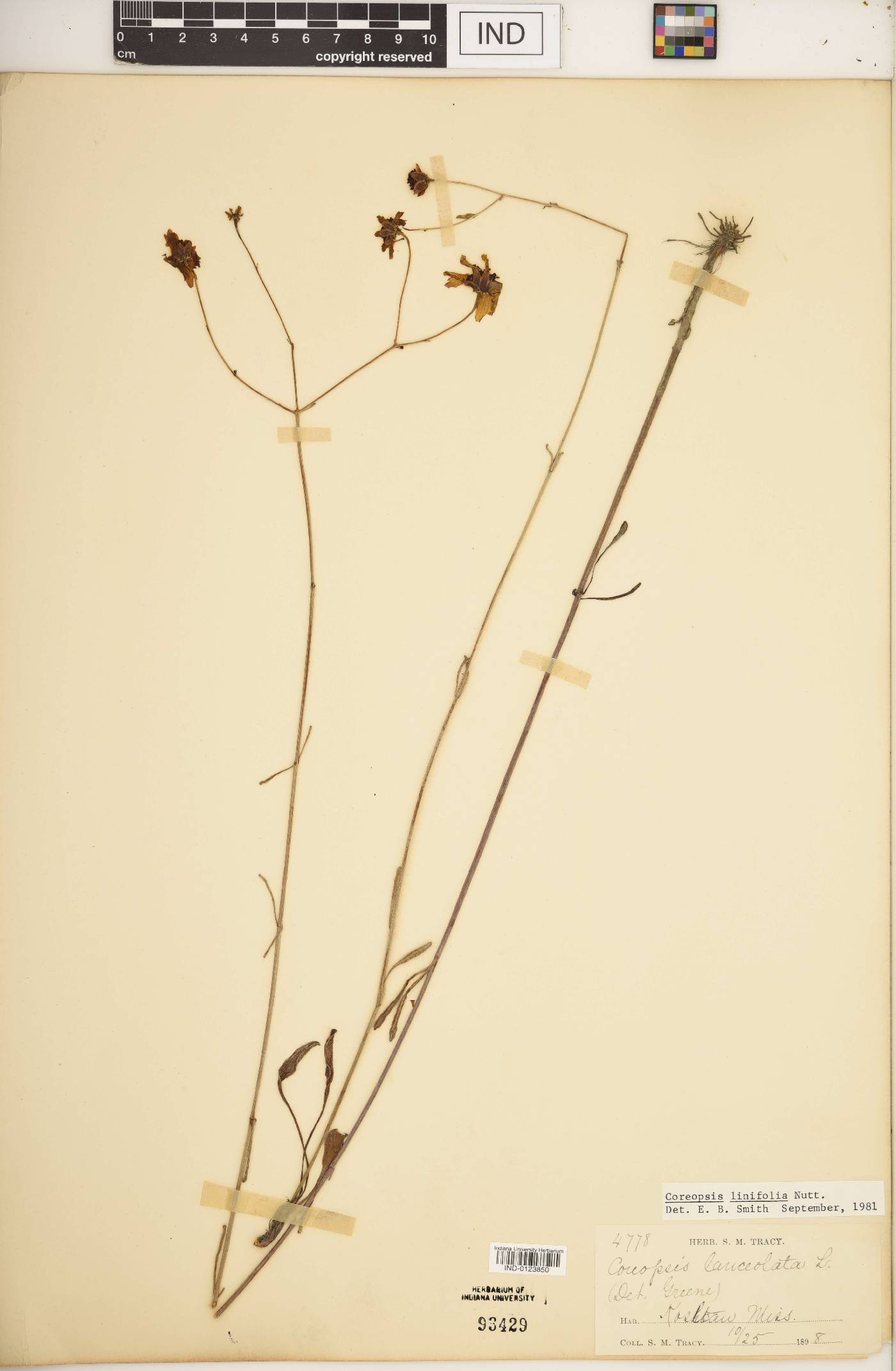 Coreopsis linifolia image