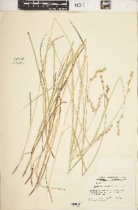 Carex festucacea image