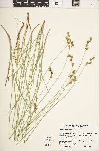 Carex foenea image