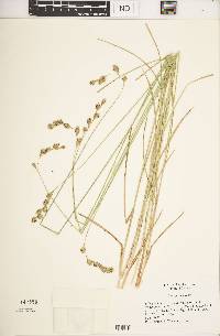 Carex foenea image