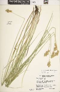 Carex missouriensis image