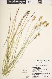 Carex missouriensis image