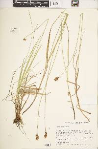 Carex oronensis image