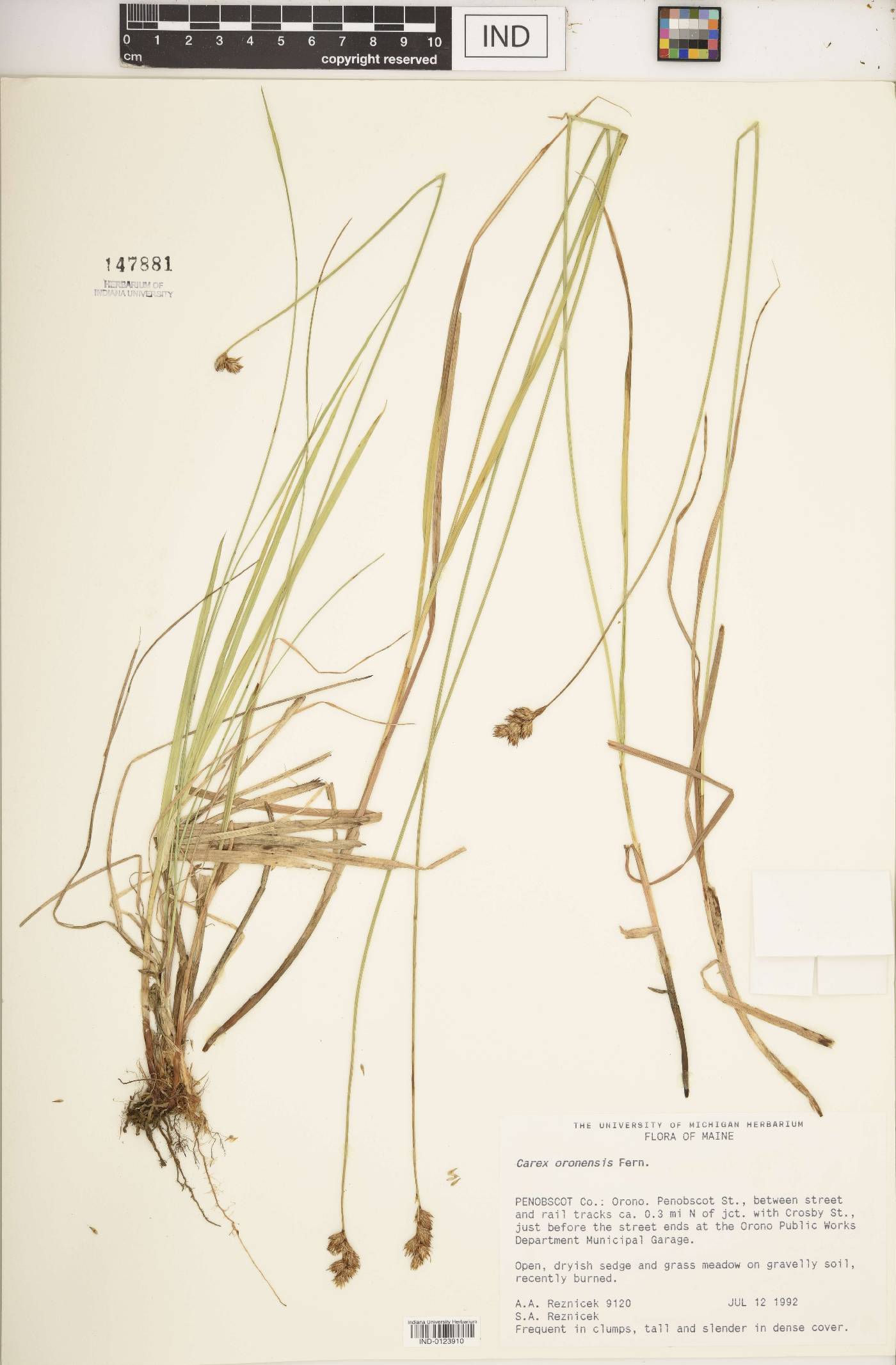 Carex oronensis image