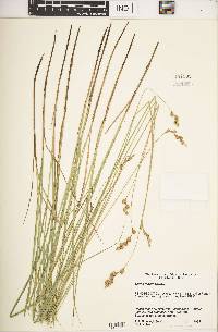 Carex tenera image