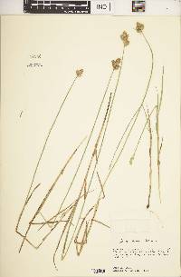 Carex vexans image