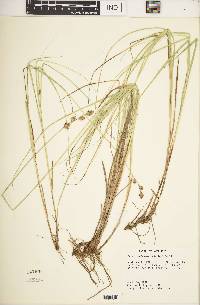 Carex reniformis image