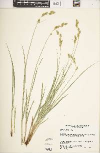 Carex silicea image