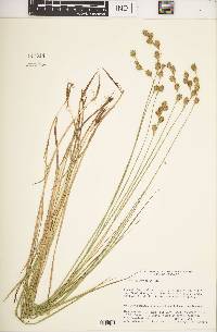 Carex straminea image