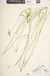 Carex straminea image