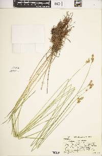 Carex suberecta image