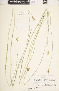 Carex suberecta image