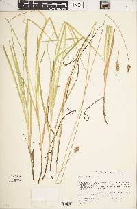 Carex tincta image