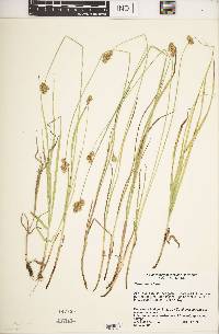 Carex tincta image