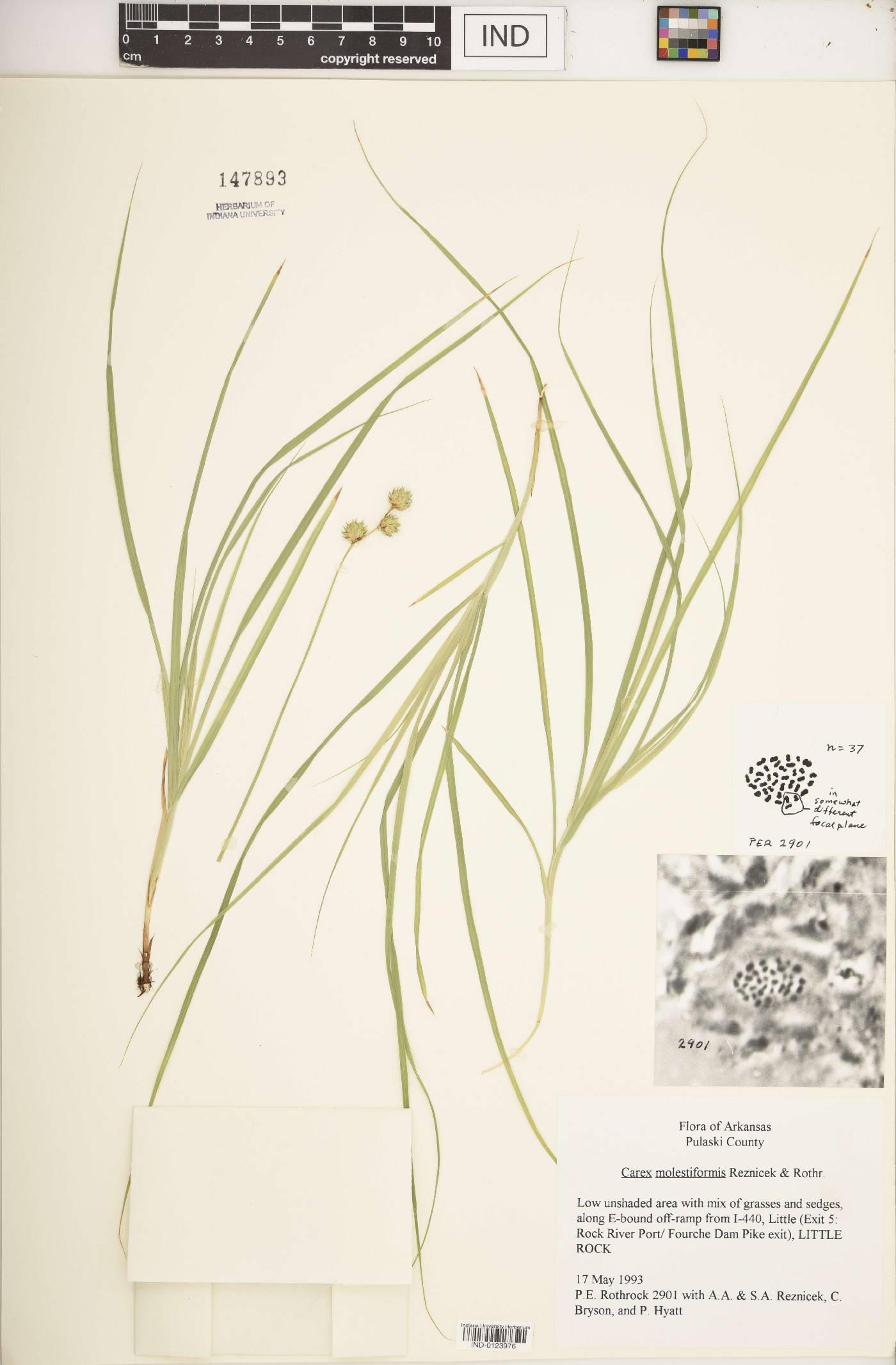 Carex molestiformis image