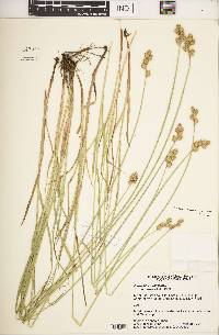 Carex shinnersii image