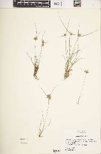 Cyperus flavescens image