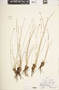 Eleocharis melanocarpa image