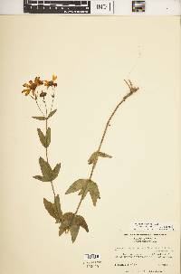 Coreopsis major image