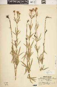 Coreopsis palmata image