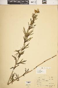 Coreopsis palmata image