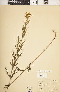 Coreopsis palmata image