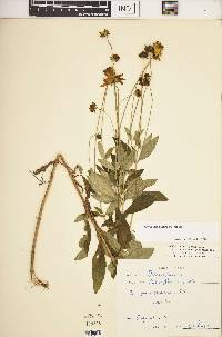 Coreopsis pubescens image