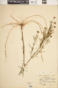 Coreopsis rosea image