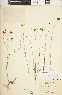 Coreopsis tinctoria image