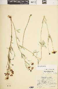 Coreopsis tinctoria image