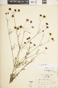 Coreopsis tinctoria image