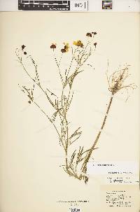 Coreopsis tinctoria image