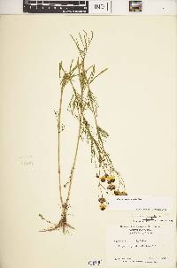 Coreopsis tinctoria image